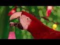 Jarritos Super Good Parrot