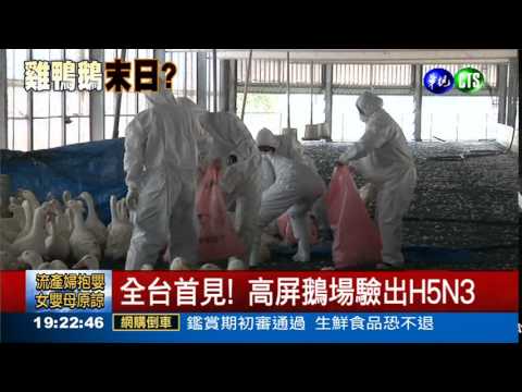 H5N3襲高屏 易變種禽傳人?