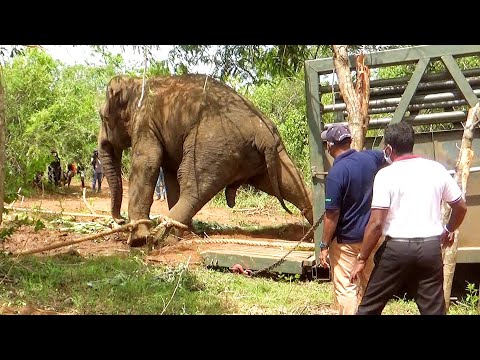 Violently behaved Elephant carried to safer forest to save his life from outraged villagers