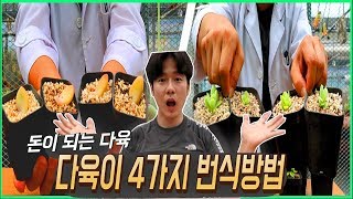 다육이 번식방법이 네가지나 있다고??? 번식하면 돈이된다고?  - 다육이키우기 succulent hortic…
