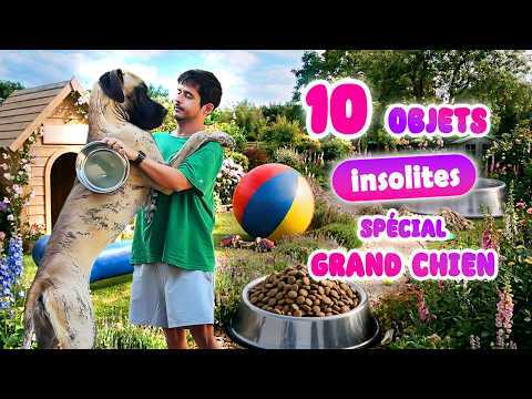 Episode 384 : Objets insolites spécial GRAND chien
