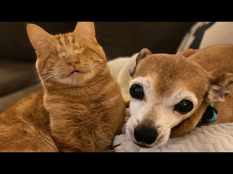 When a Rudy the Blind Cat Gets Adopted