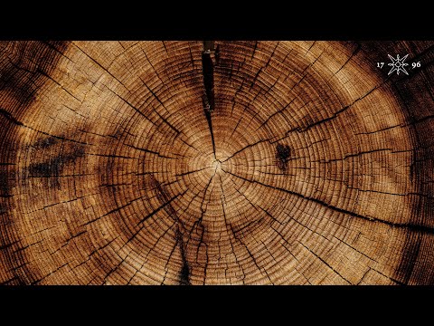 Can trees solve the climate crisis?