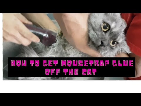 How to get mousetrap glue off to Cat