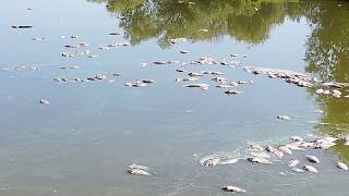 Kampf um Wasser in Ungarn: ausgetrocknete Seen, massives Fischsterben