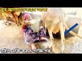 Cow Milking Cow Milking By Hand Beautiful Girl Village Daily Life