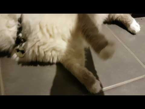 Brushing my ragdoll cat with a rubber brush