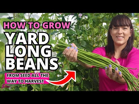 The Ultimate Yard Long Bean Growing Guide - From Seed To Harvest #beans #garden #vegetablegarden