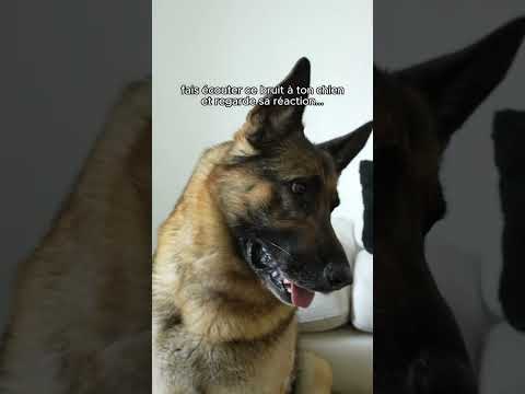 Fais écouter ce bruit à ton chien et regarde sa réaction 😉🐶