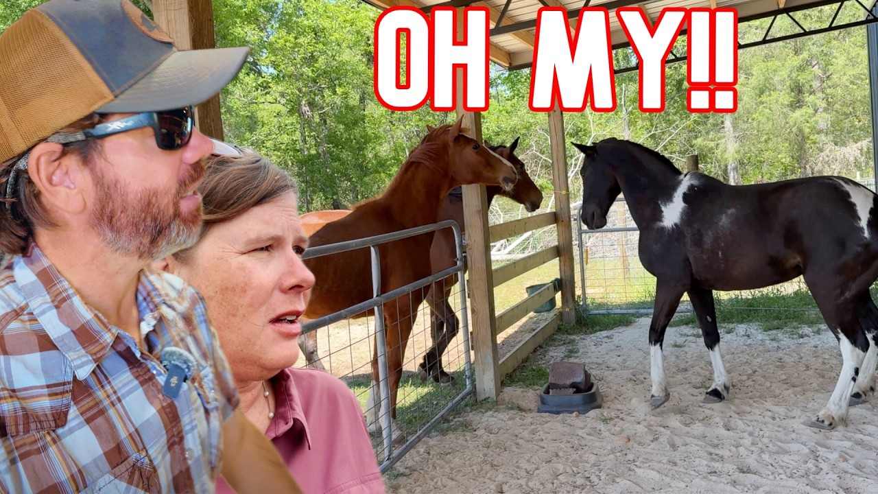 We're Putting All The Horses Together, & We Hope It Doesn't Get Crazy