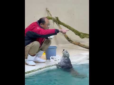 下班後主動幫爺爺收拾道具，爺爺獎勵冰塊喫～ #海獺 #萌寵出道計劃