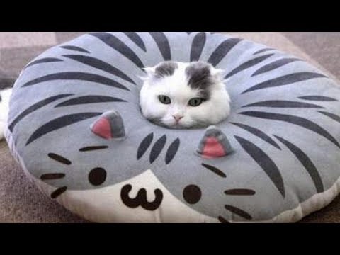 Very FUNNY CATS - Super HARD TRY NOT TO LAUGH challenge