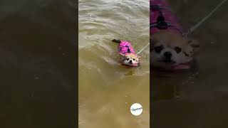 Plovací vesta pro psa zelená