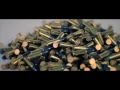Sean Brown - Wild Youth [Official Video]