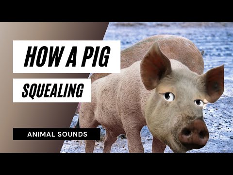 Pig Squealing  Sound Effect - the animal sounds / pig squealing sounds / sound effect * animation