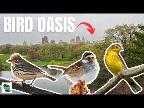 Birding FAMOUS Central Park in New York City!