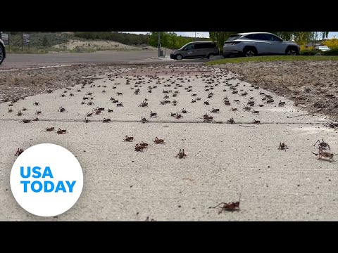 Millions of 'nightmarish' Mormon crickets invade cities | USA TODAY
