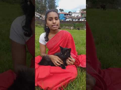 October - 4  (2020) World animals day | Feast of st. Francis Assissi.