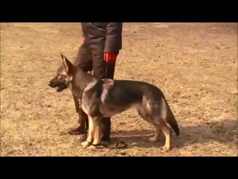 Schutzdienst ohne Helfer