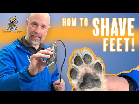 Erfahren Sie von The Soggy Doggy, wie Sie die Füße Ihres Hundes rasieren