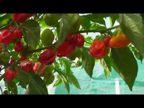 download lagu mp3 mp4 My Chilli, download lagu My Chilli gratis, unduh video klip My Chilli