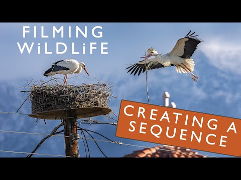 WILDLIFE FILMMAKING 101 - Shooting for the EDIT | How to film a basic sequence for the edit
