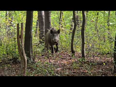 Wildschwein Begegnung beim Pilze suchen🔥😎
