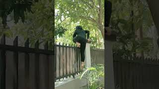 Download lagu Detik - detik Ukhti Lompat Pagar #shorts mp3