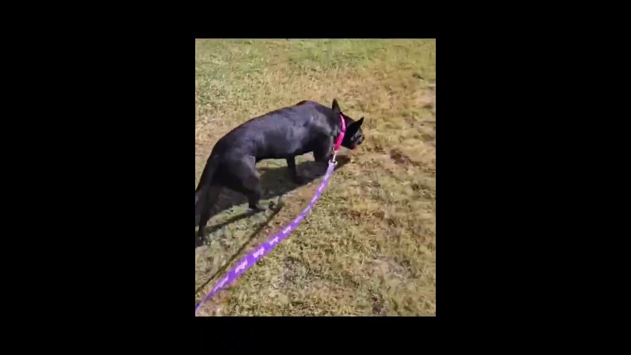 Marge, a Adoptable mixed breed in Lubbock, TX video 6/6