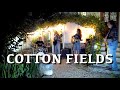 Cotton Fields - Creedence Clearwater Revival Full Cover with Dominique Cotten - Margot Cotten Cotton Fields - Creedence Clearwater Revival Full Cover with Dominique Cotten