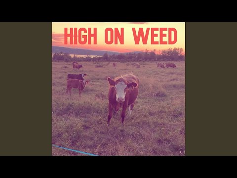 High On Weed - Waylon Napadogan