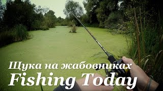 Ссылка