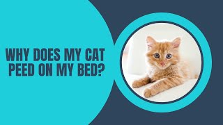 Solving the Mystery: Why Does My Cat Peed on My Bed?