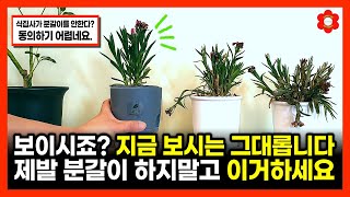 분갈이 절대 하면 안되는 이유ㅣ분갈이 없이 식물 잘 키우는 방법, 1초만에 홈가드닝 하는 법ㅣ저면관수와 식물…