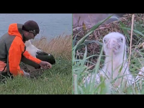 Royal Albatross~😊👍Ranger Colin is removing a  squid beak.~5:22 PM 2026/01/26