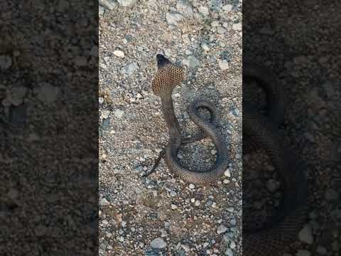 Kobra egyptská (Naja haje) — Egyptian Cobra Snake, profil druhu
