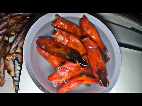 Maraming assorted fish sa Malayong Spot Part 2