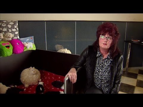 Elf Old English Sheepdogpuppy's geboren in Fijnaart