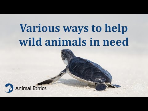 Various ways to help wild animals in need