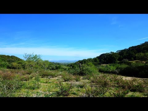 Idyllic building plot near Son Macià - Mallorca Real Estate