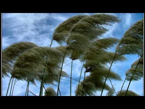 One Way Wind - The Cats (Cover)