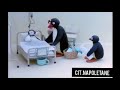 Pingu Esposito L Ospedale
