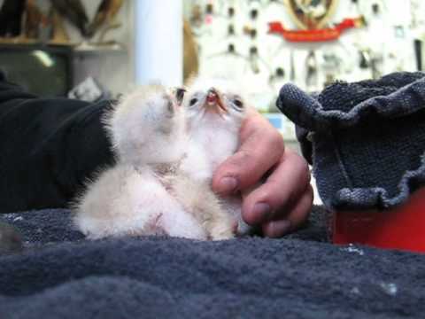 Baby Red-tailed Hawks first feeding / Bébé buses à queue rousse 2014