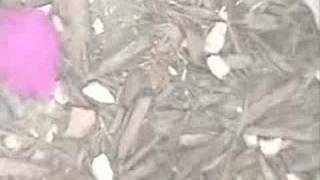 Magnolia by the Hush Sound