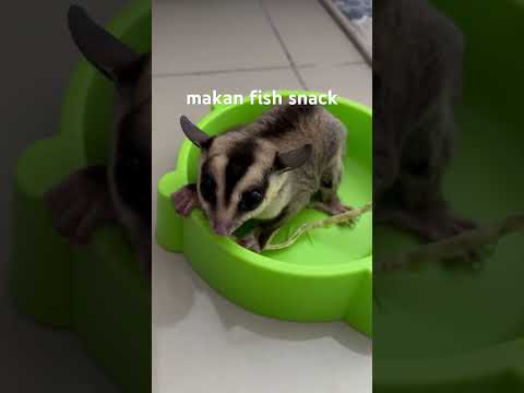 Tiny the sugar glider