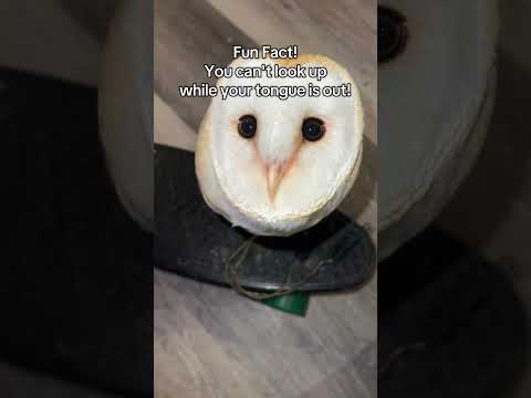 Day 125 of trying to be the most Followed owl on YouTube💖🦉#eyes #autism #uwu #bird