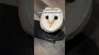 Download lagu Day 125 of trying to be the most Followed owl on YouTube💖🦉#eyes #autism #uwu #bird mp3