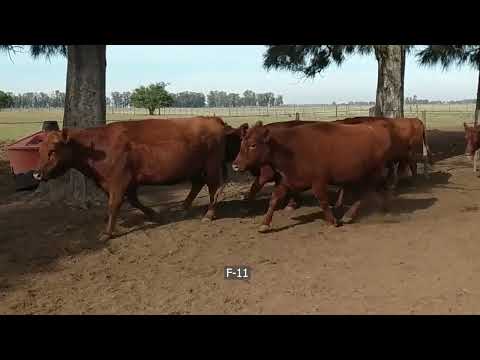 Lote 19 Vacas preñadas en Gral. Las Heras, Buenos Aires