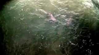 preview picture of video 'Sand Sharks in the Atlantic ocean near Garden city pier'