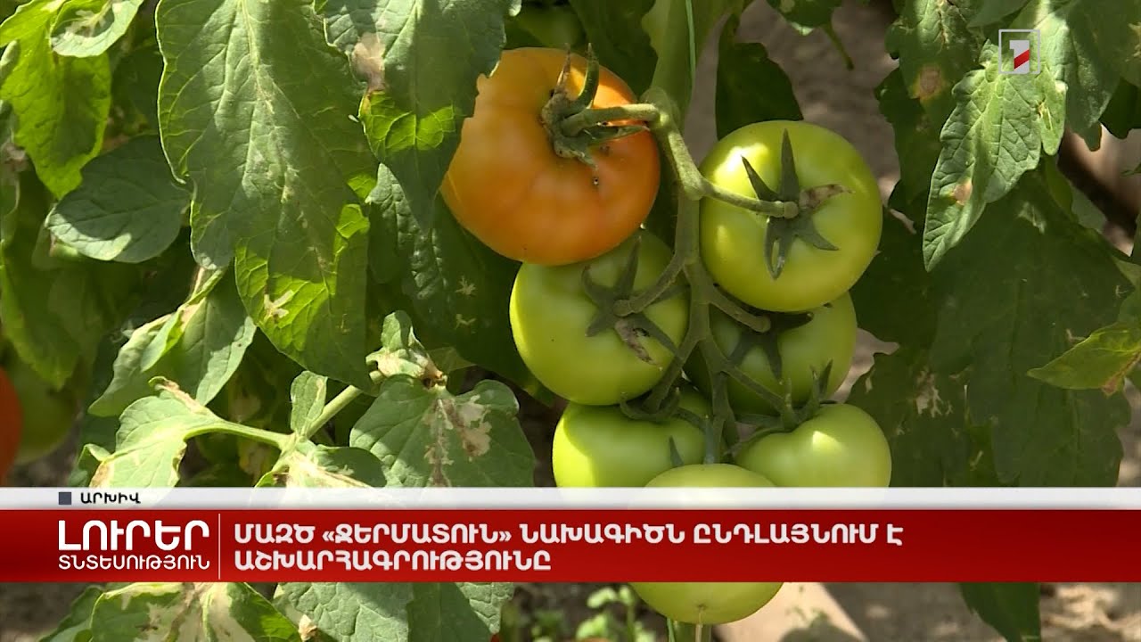 ՄԱԶԾ «Ջերմատուն» նախագիծն ընդլայնում է աշխարհագրությունը